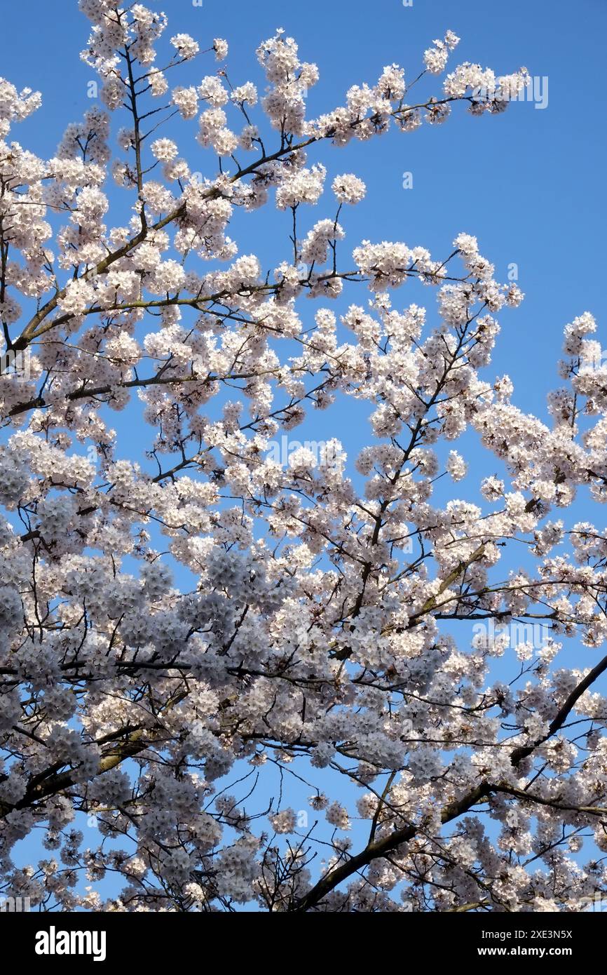 Ornamental cherry, blossoming branches Stock Photo