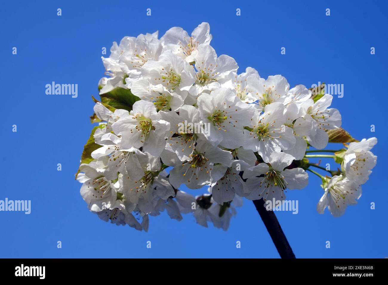 Flowering cherry Stock Photo