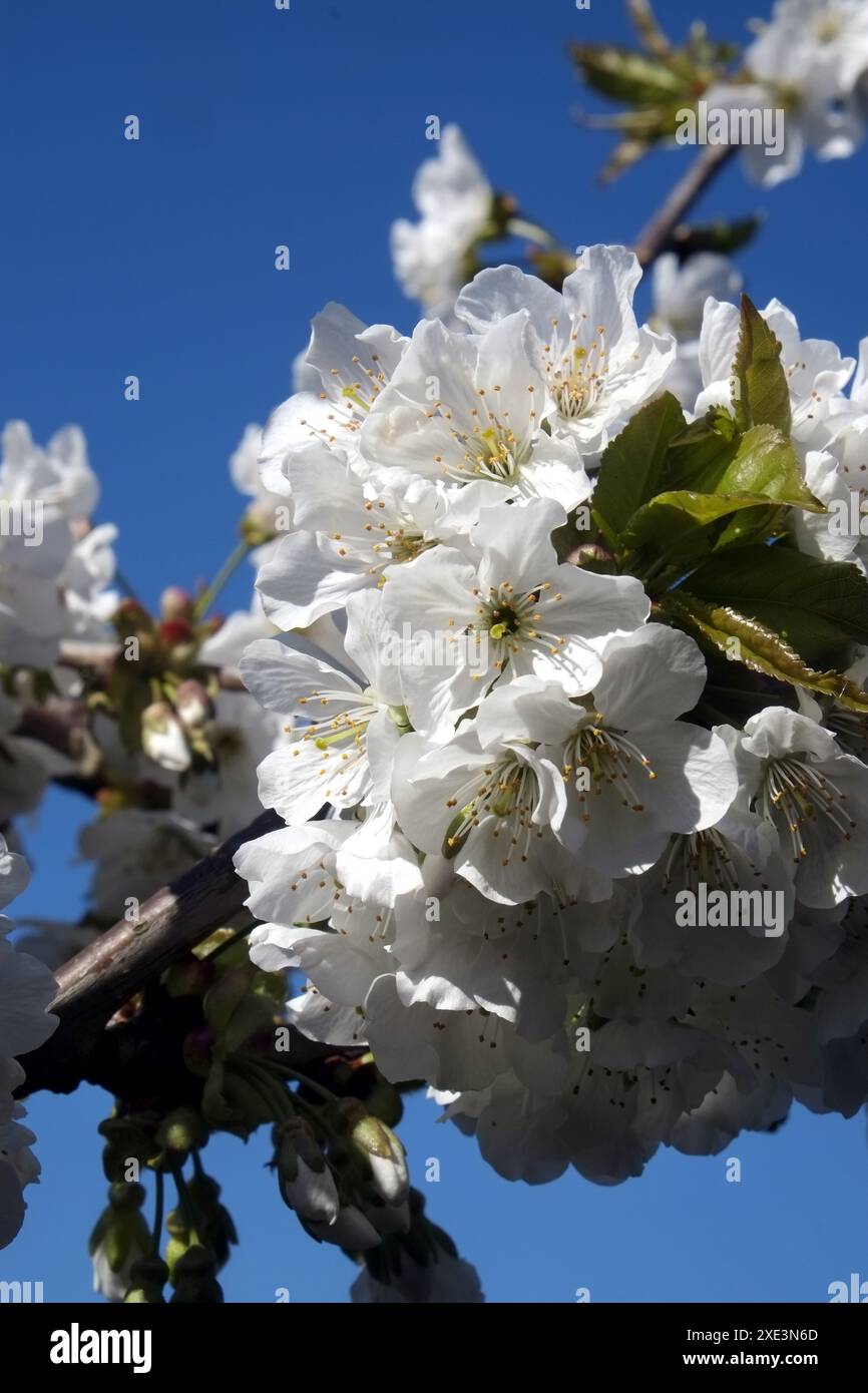 Cherry blossoms Stock Photo