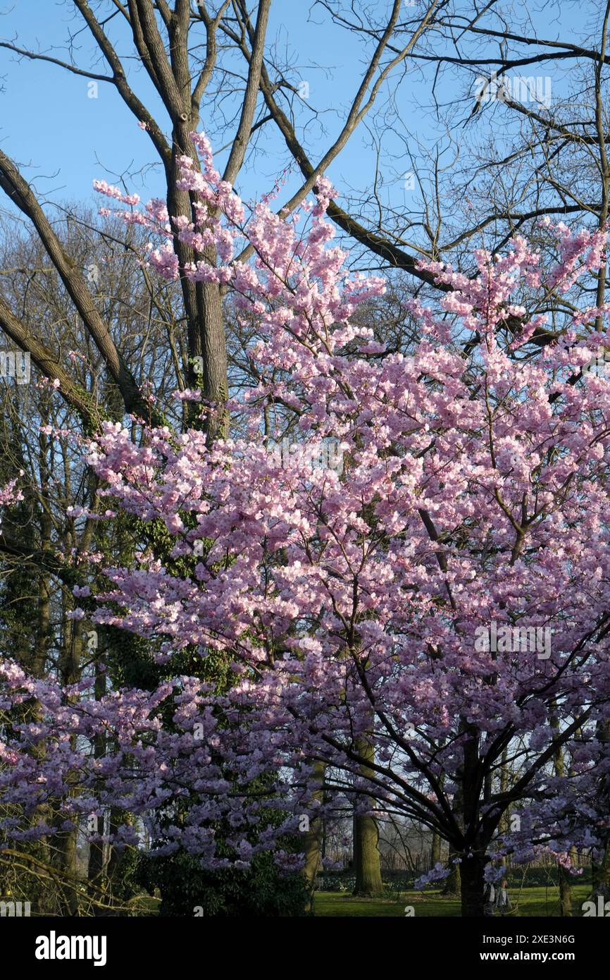 Pink ornamental cherry tree hi-res stock photography and images - Alamy