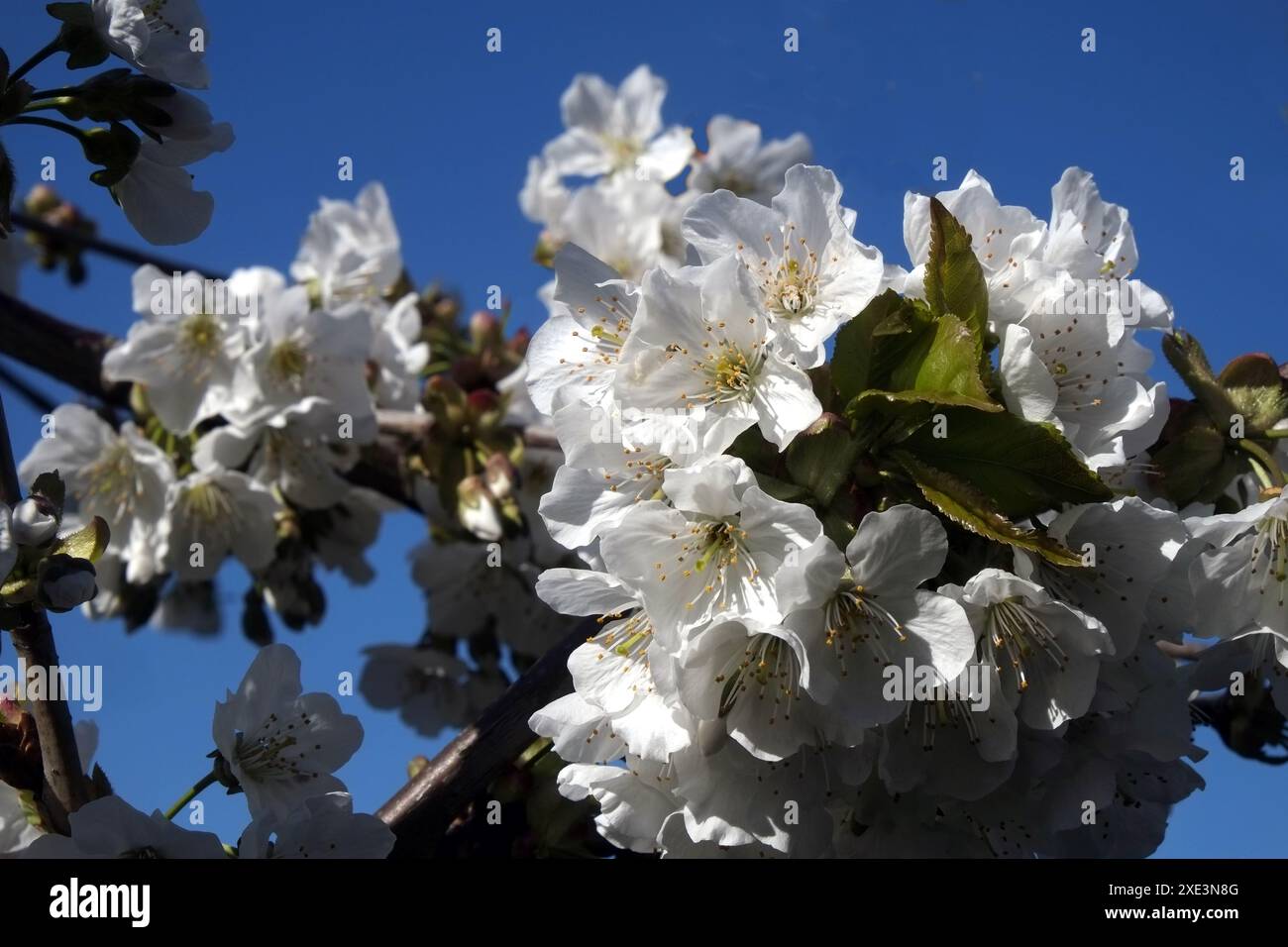 Cherry blossoms Stock Photo
