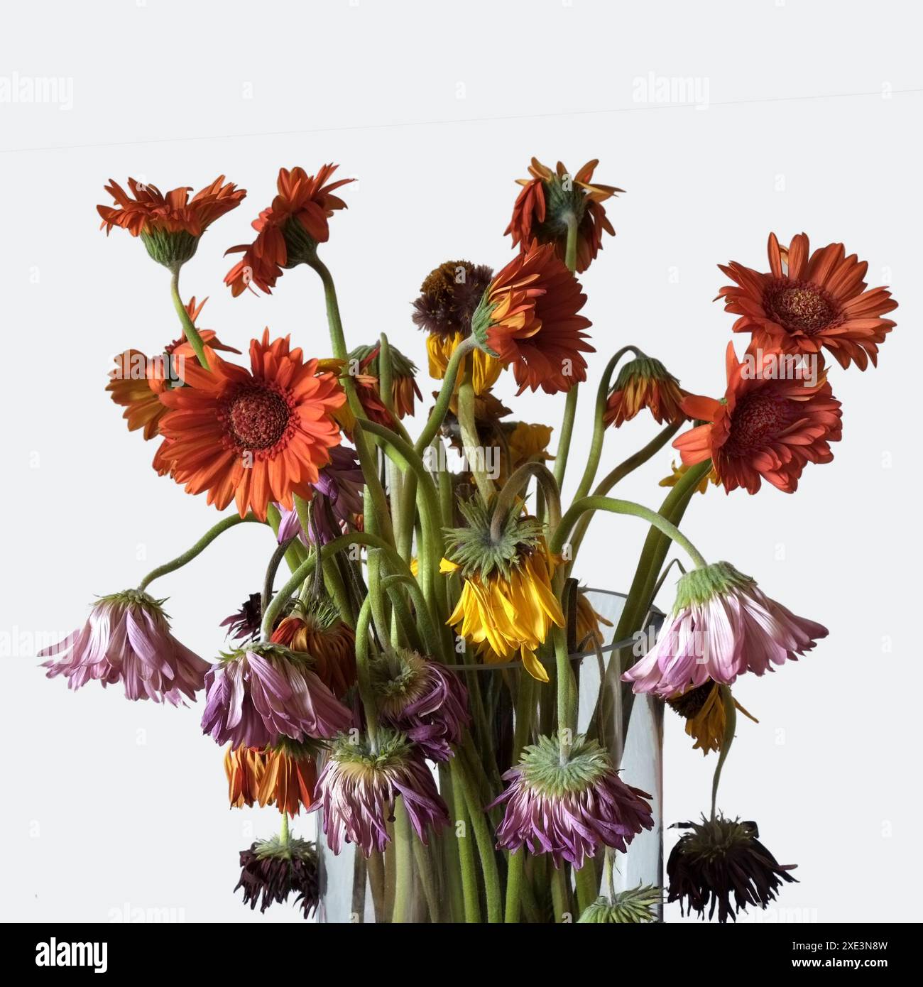 Gerbera, withered gerbera bouquet Stock Photo