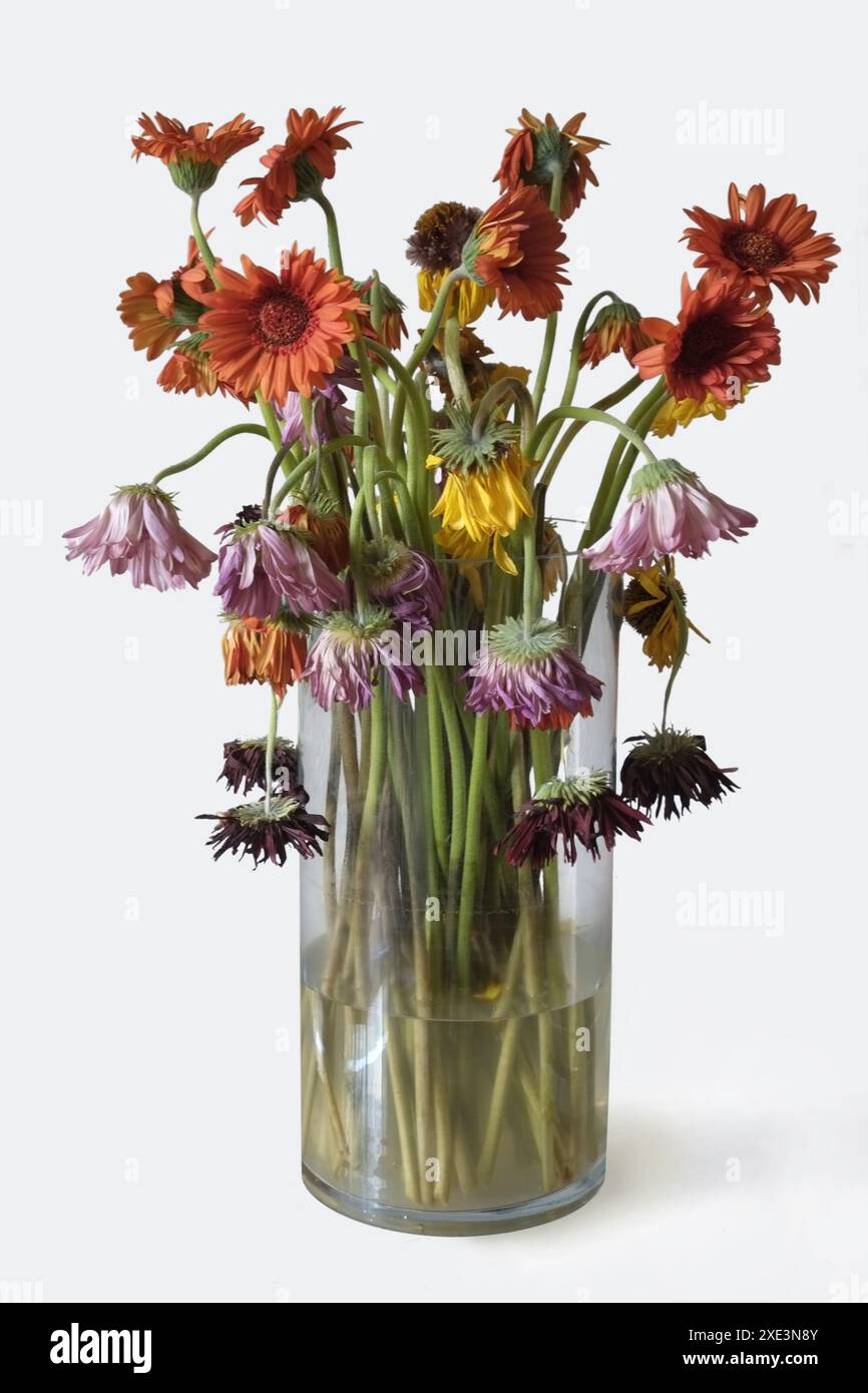 Gerbera, withered flower bouquet Stock Photo