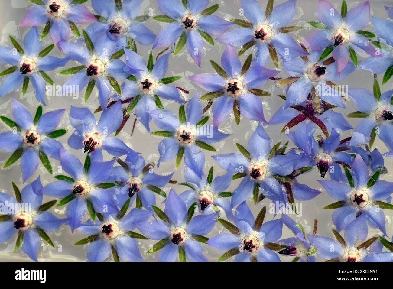 Borage, borage flowers Stock Photo