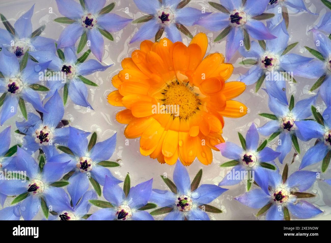 Borage, borage flowers Stock Photo