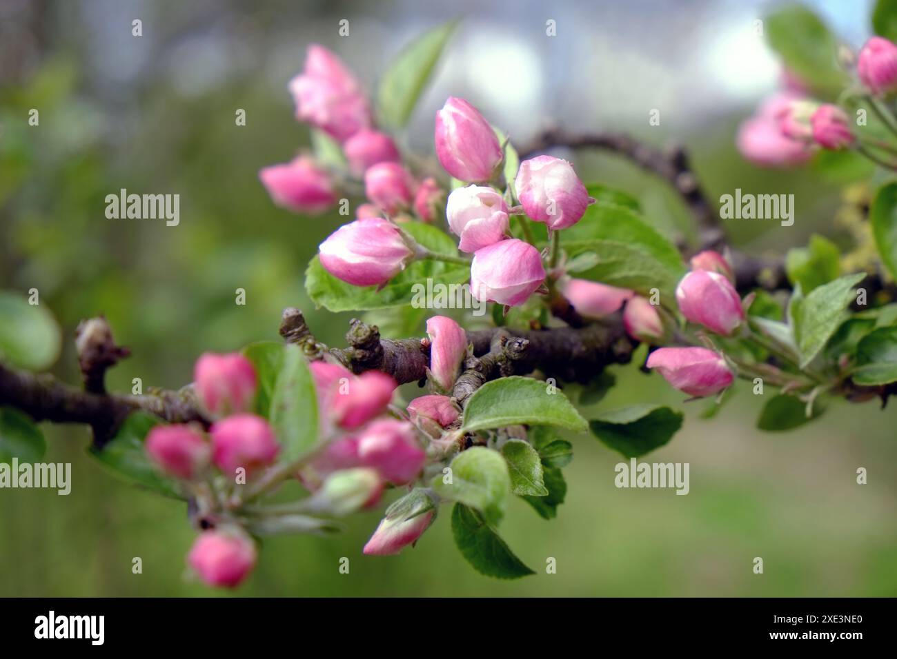 Pink apple blossoms, flower buds Stock Photo