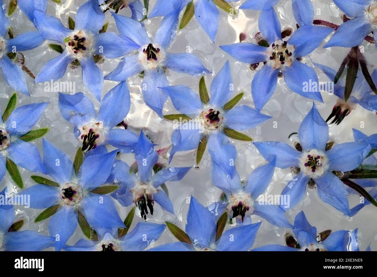 Borage, borage flowers Stock Photo