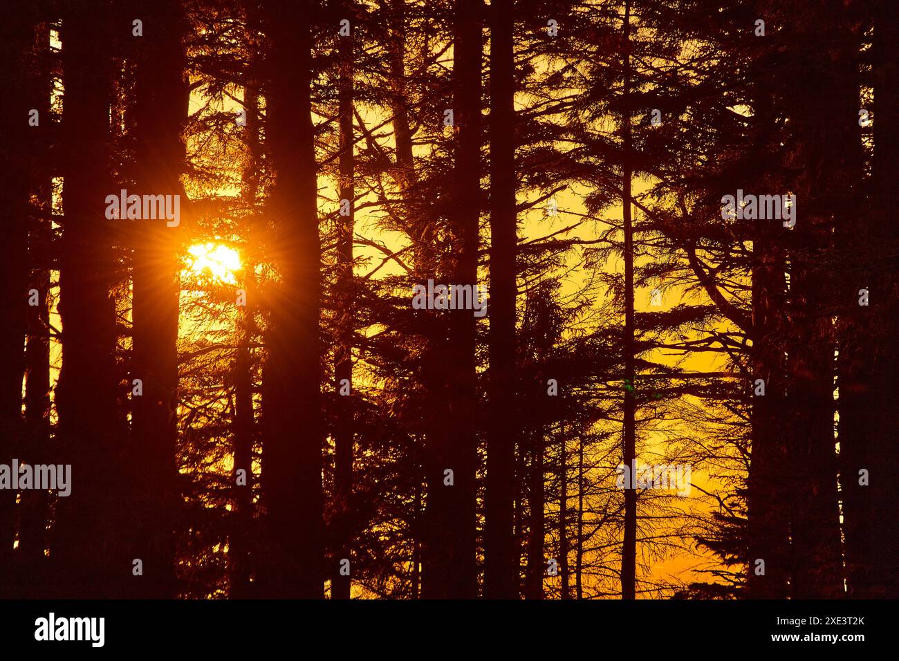 Sunset with pine trees hi-res stock photography and images - Alamy