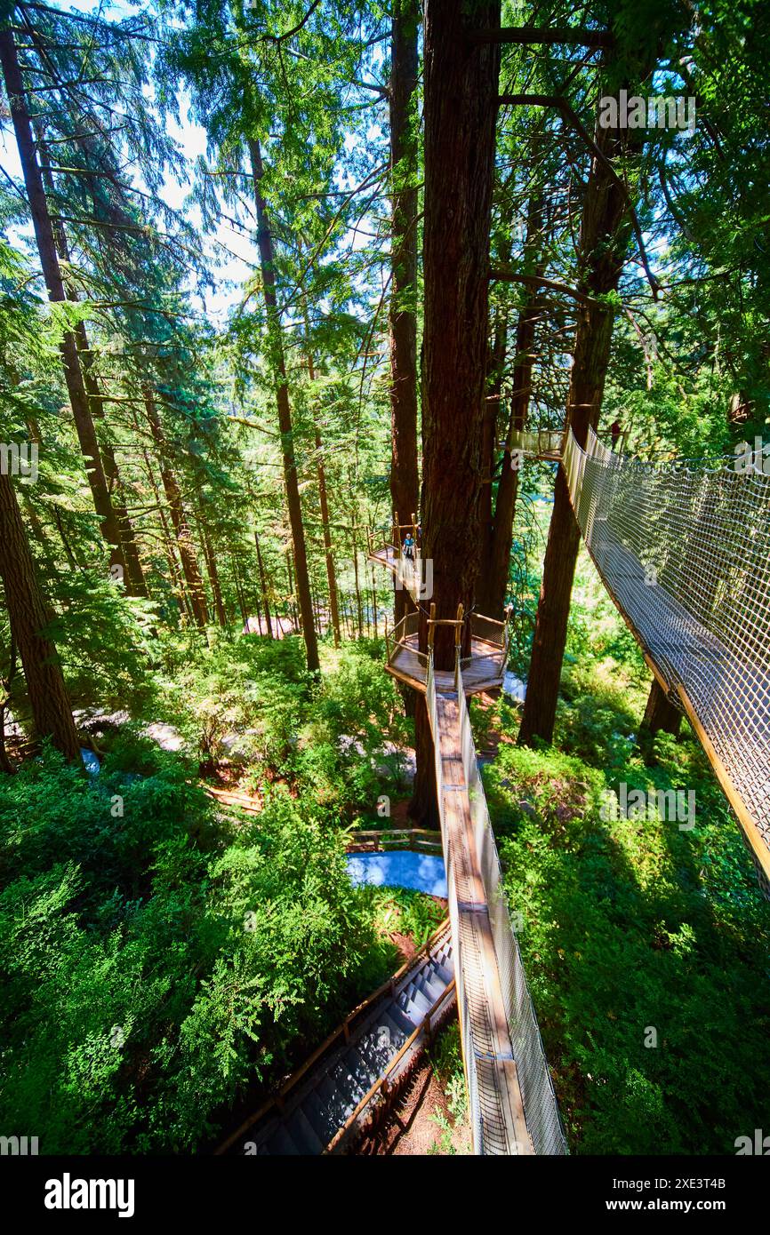 Wooden Walkways and Suspension Bridges in Lush Redwood Forest Canopy ...