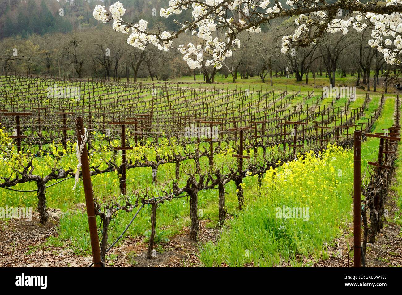 Napa Valley's boutique wineries produce some of the world's best wines