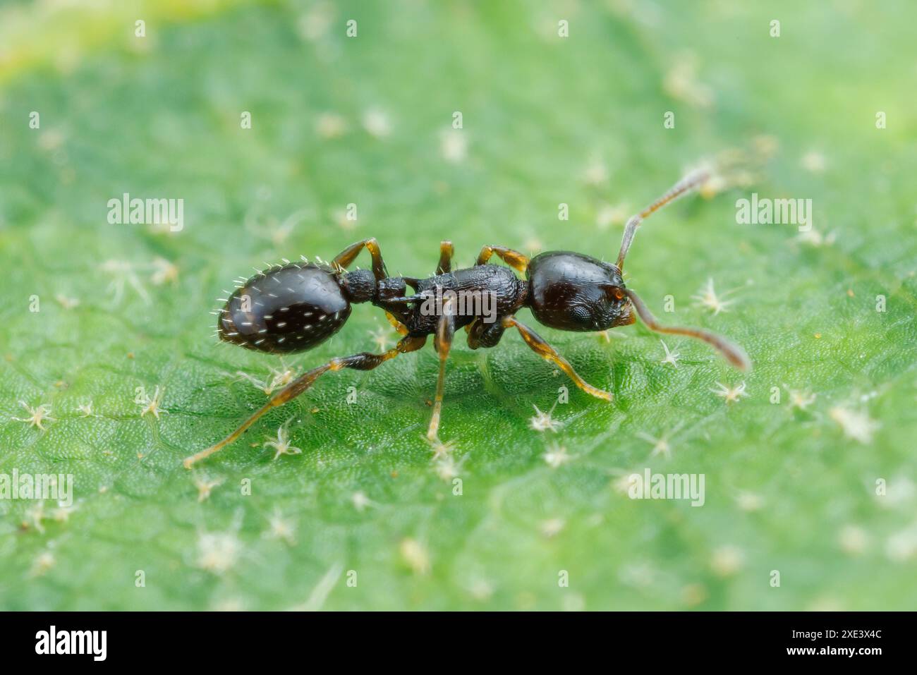 Acorn Ant (Temnothorax longispinosus) Stock Photo