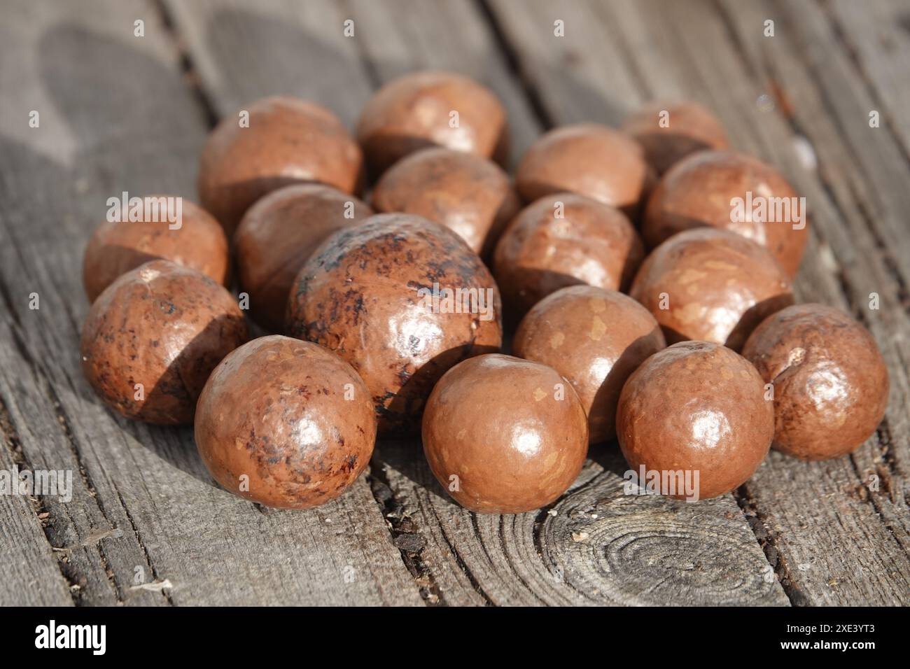 Macadamia, nut Stock Photo