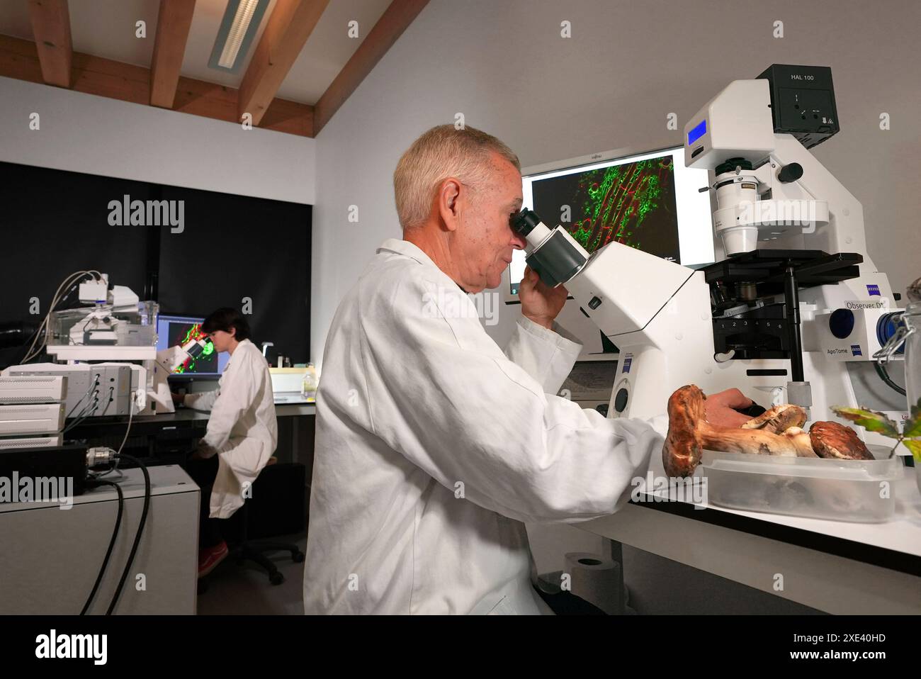 Scientists using light microscopes to study fungi. Stock Photo