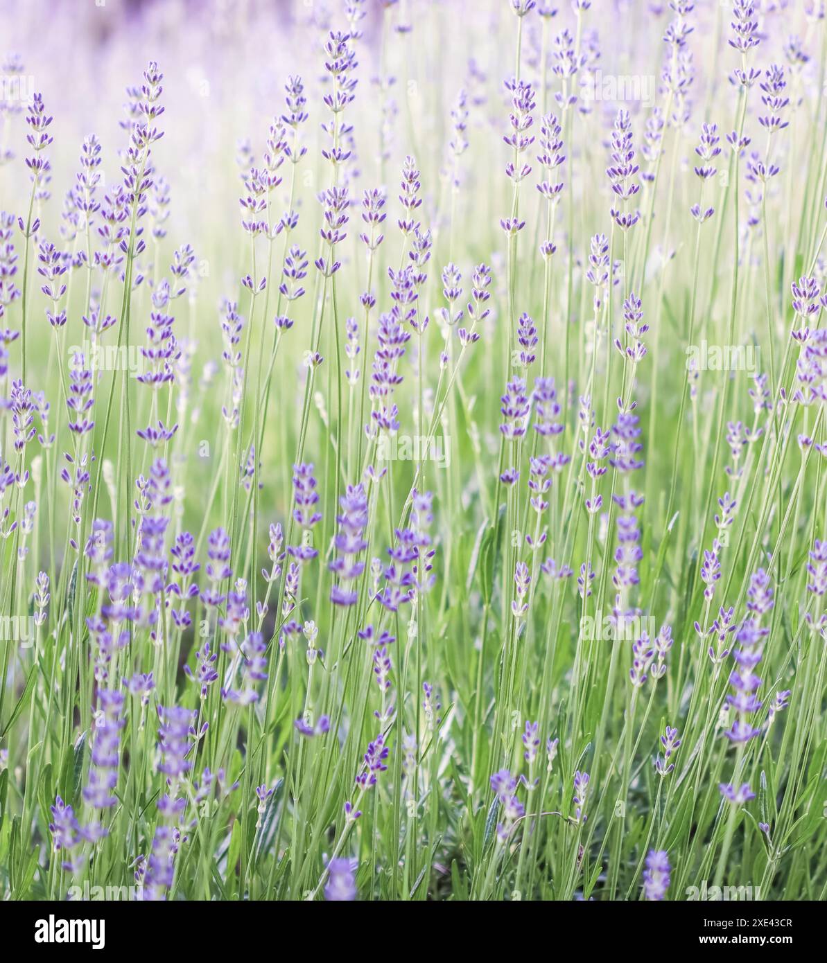 Lavender in soft focus hi-res stock photography and images - Alamy