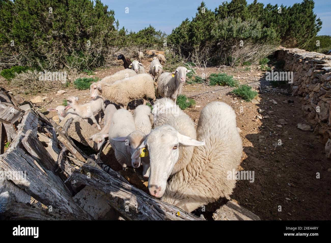 Flock of sheep in a field Stock Photo - Alamy