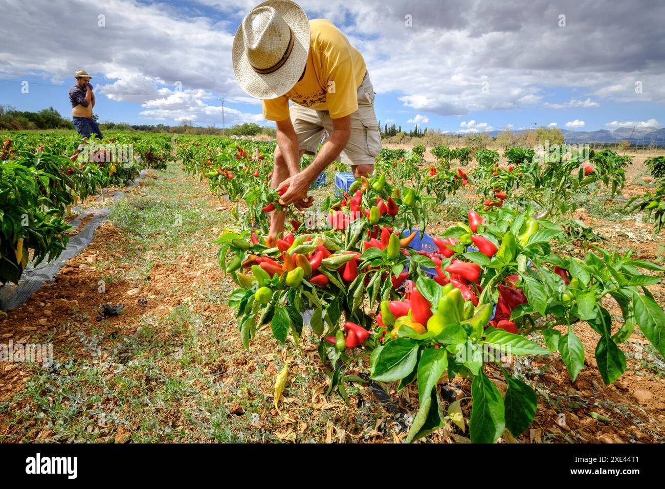 área de plantación hi-res stock photography and images - Alamy