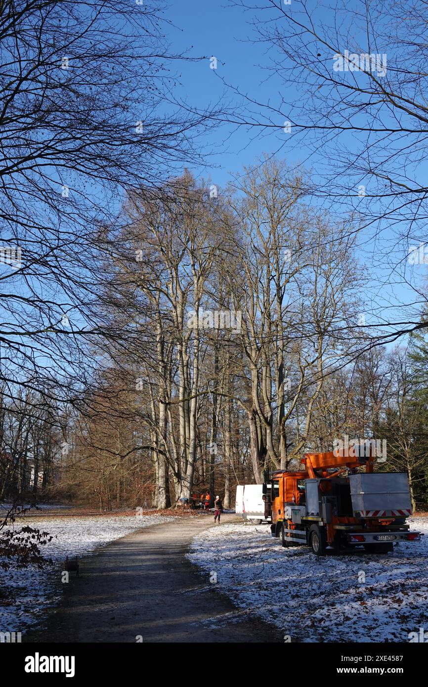 Callus tree hi-res stock photography and images - Alamy