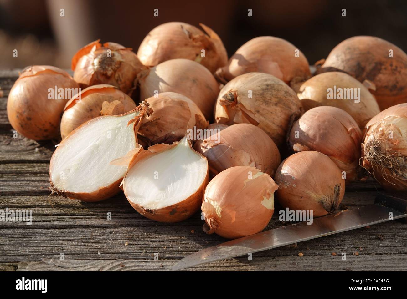 Flowers onion allium cepa hi-res stock photography and images - Alamy