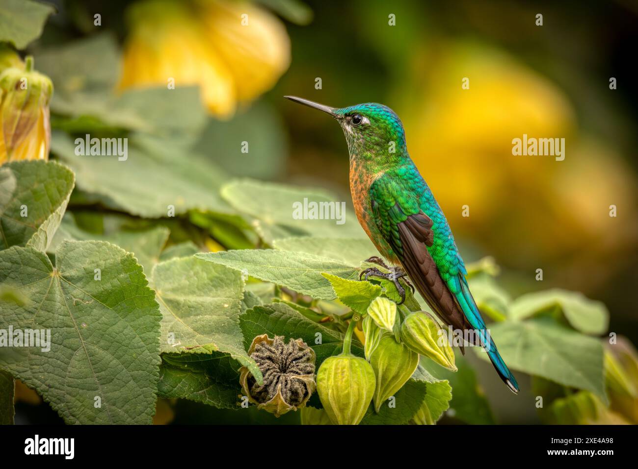 Long-tailed sylph (Aglaiocercus kingii) female. Quindio Department. Wildlife and birdwatching in Colombia Stock Photo