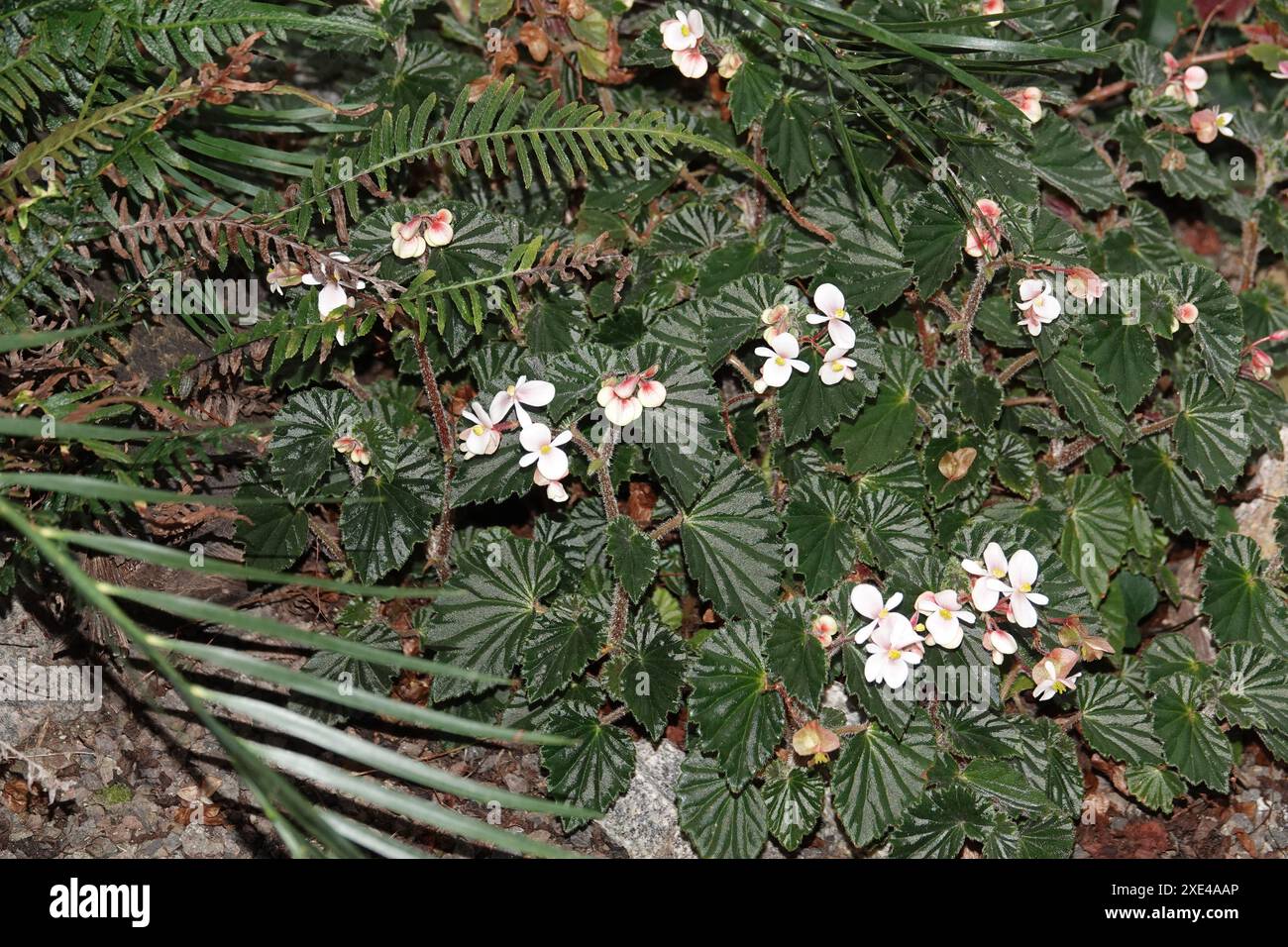 Begonia schmidtiana Stock Photo