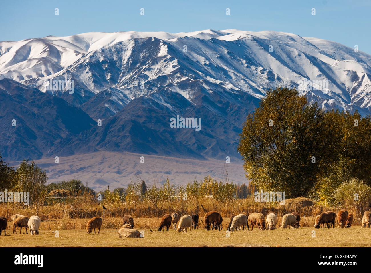 Flock of sheep grazing in the mountains hi-res stock photography and ...