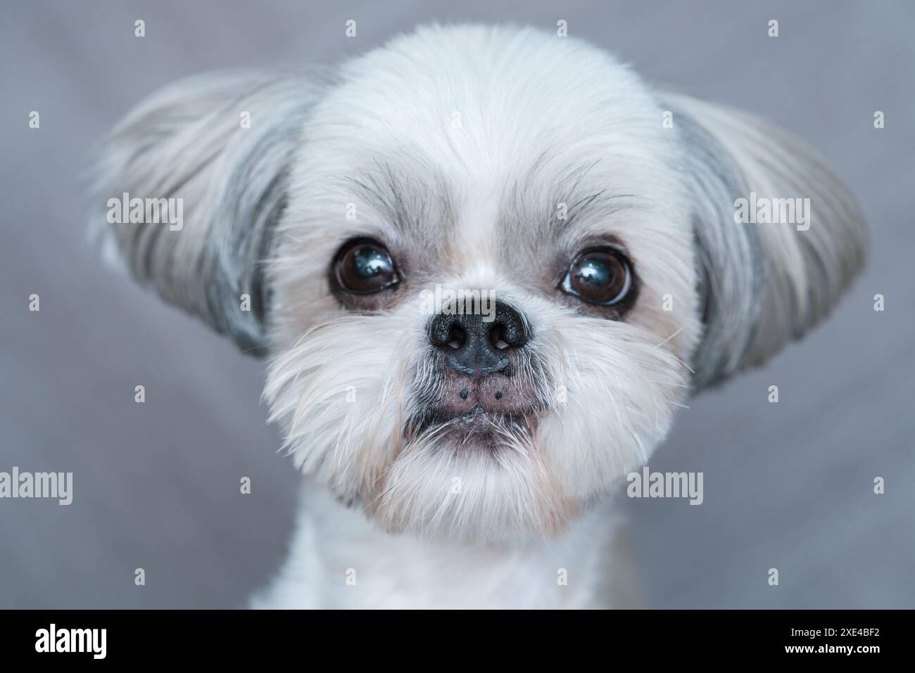 Cute shih-tzu dog Stock Photo