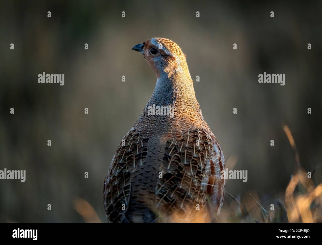 Close up bird image hi-res stock photography and images - Alamy