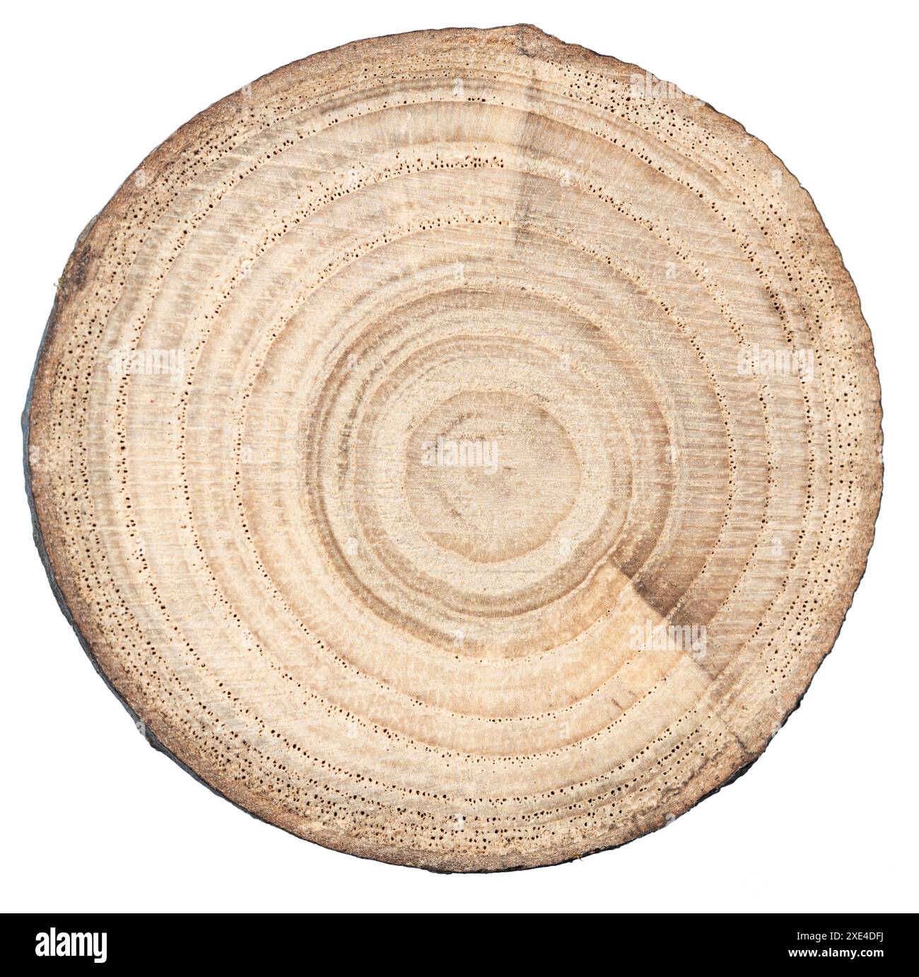 Tree trunk slice isolated on white background Stock Photo