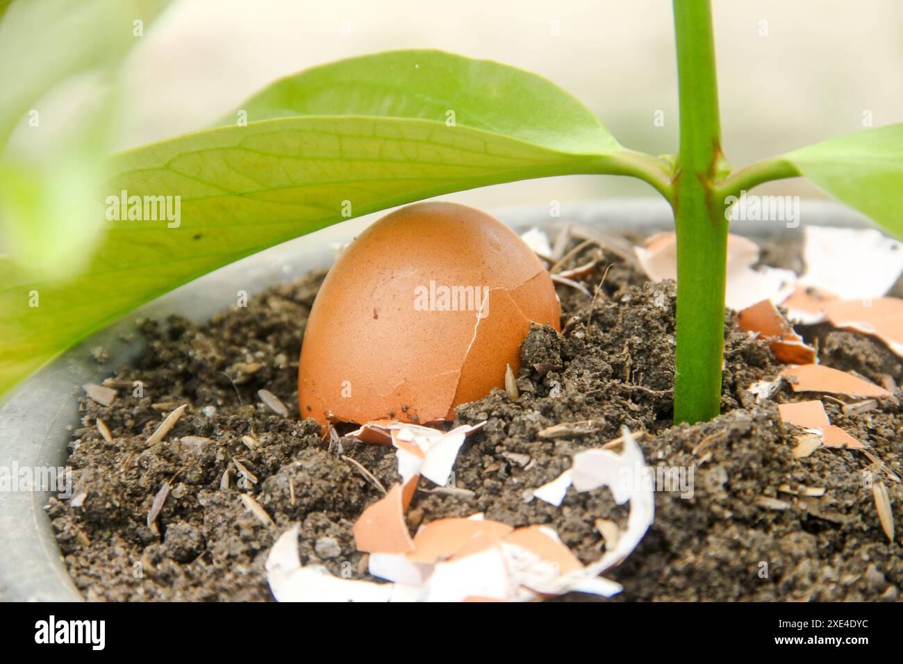 Egg shells and plants, the benefits of calcium from egg shells are good