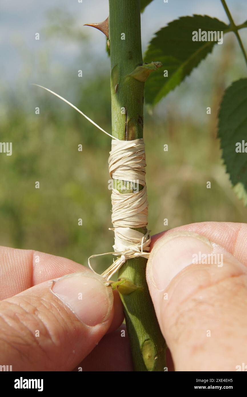 Raphia, Raffiabast, raffia string Stock Photo - Alamy