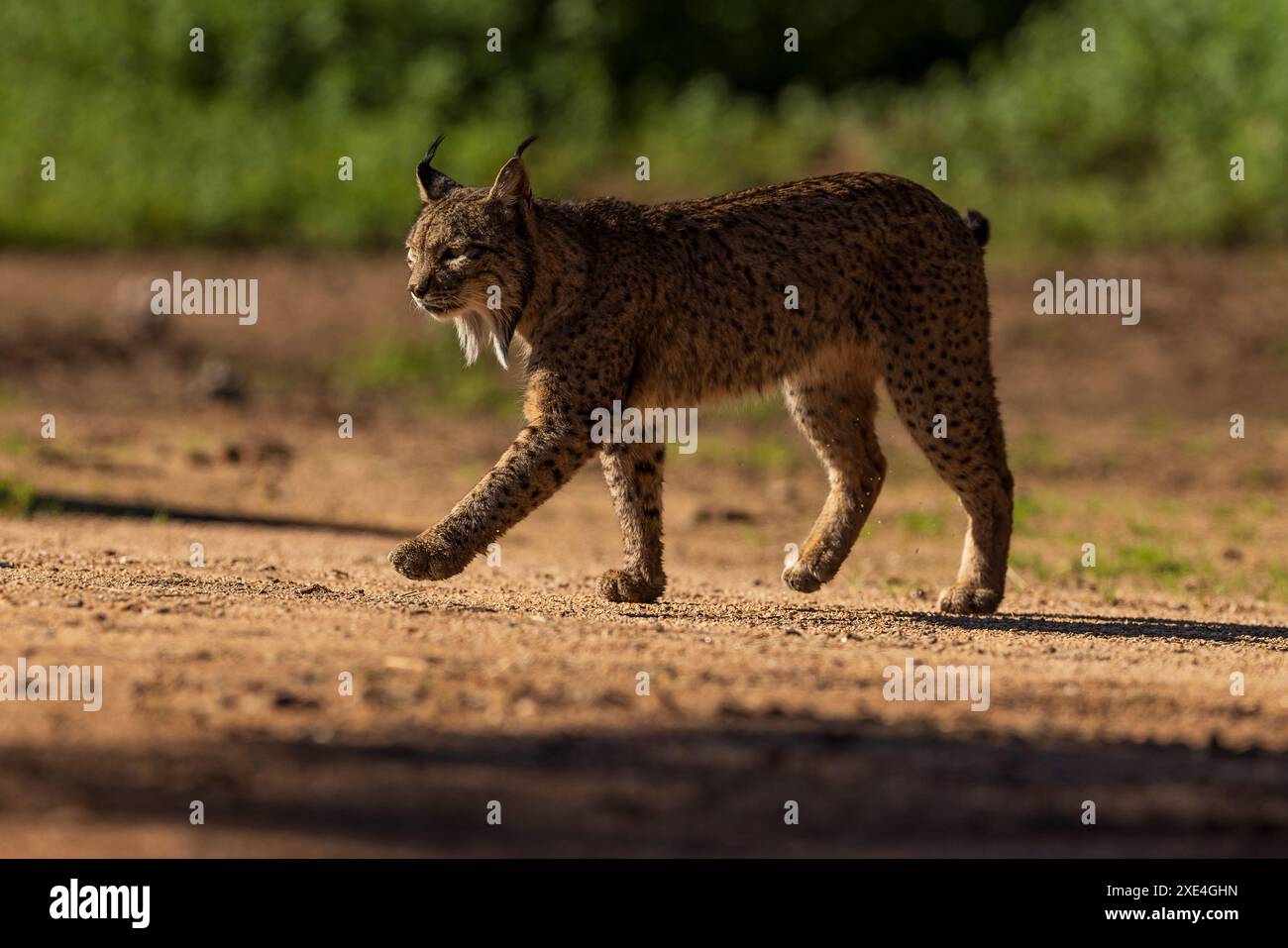 Iberian lynx male (Lynx pardinus) Sierra de Andujar. Jaen province ...