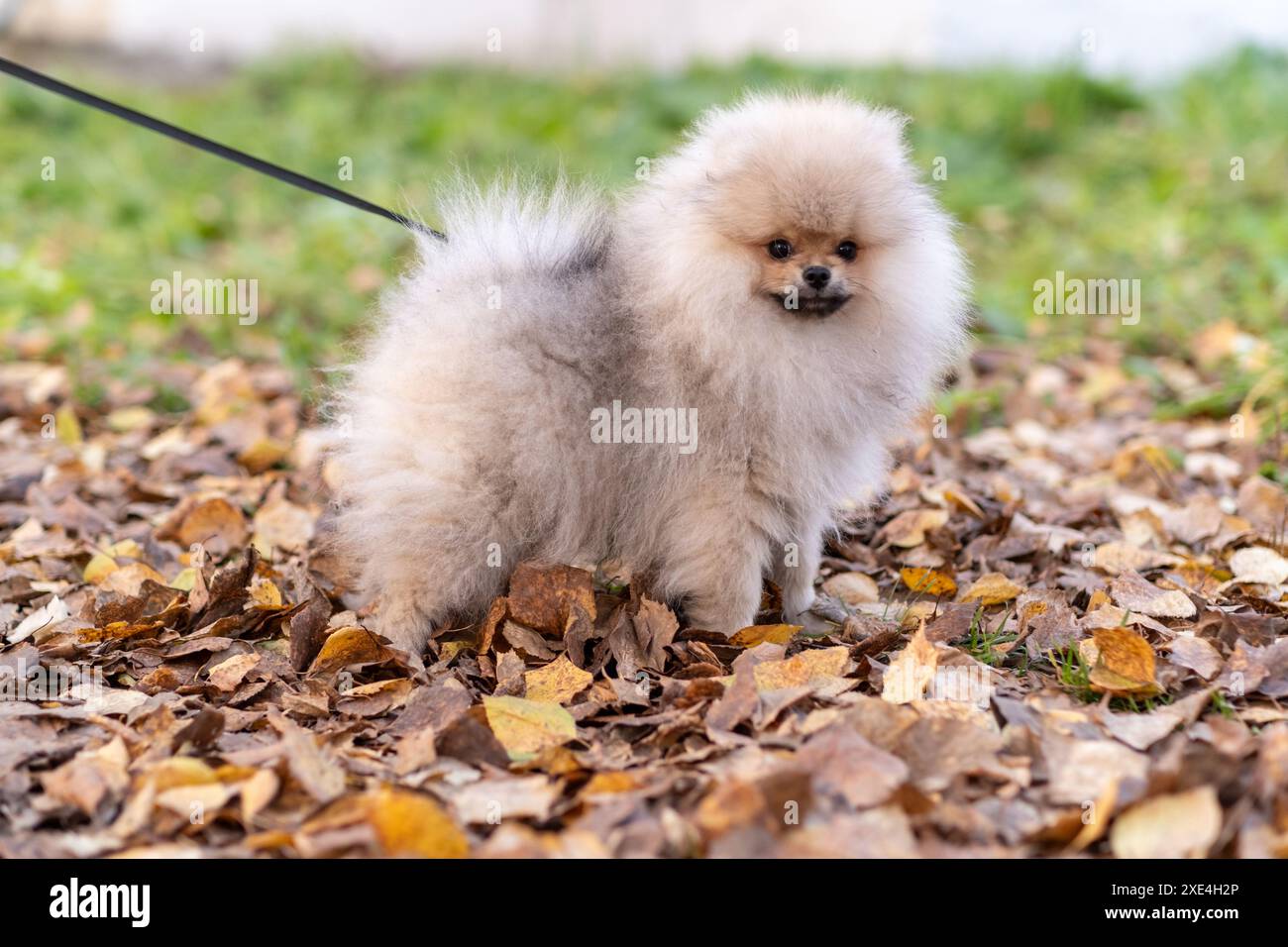 Pomeranian leash best sale