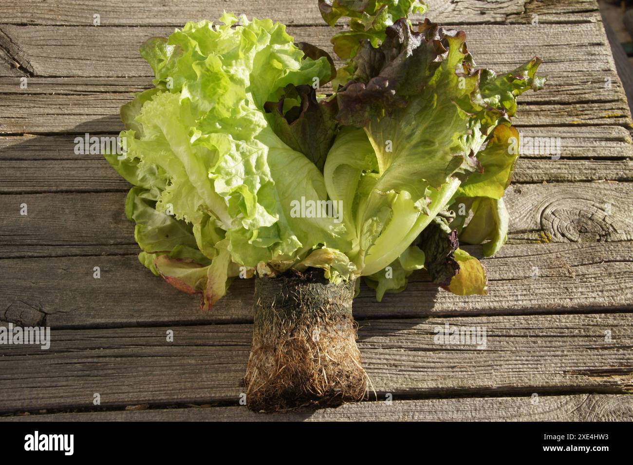 Lactuca sativa, Kopfsalat, lettuce, 3 Sorten mit Wurzel Stock Photo