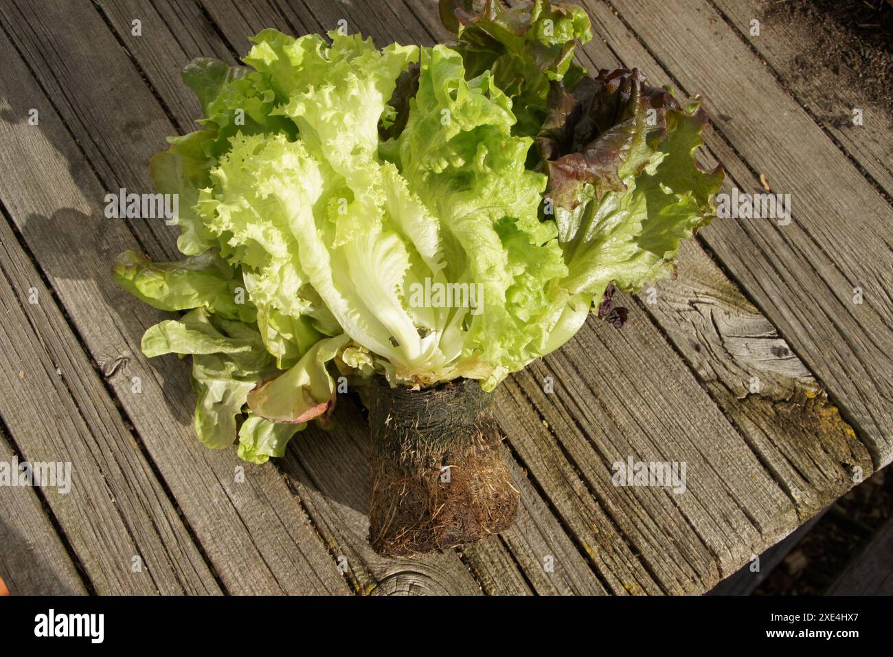 Lactuca sativa, Kopfsalat, lettuce, 3 Sorten mit Wurzel Stock Photo