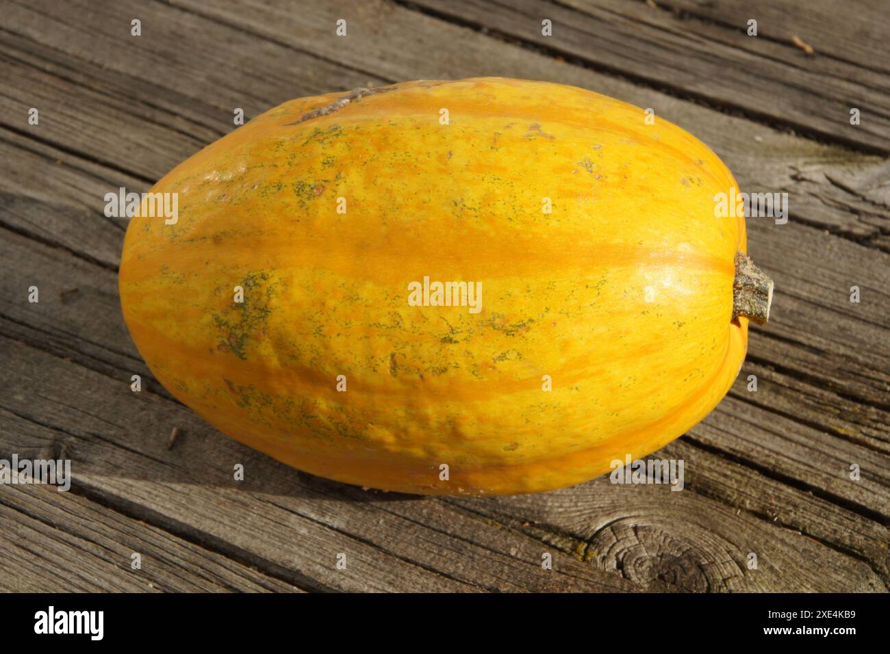 Cucurbita, Kuerbis, pumpkin Stock Photo
