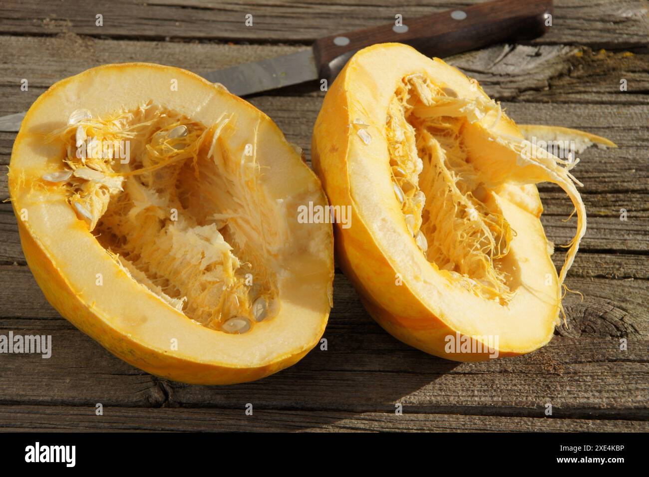 Cucurbita, Kuerbis, pumpkin Stock Photo