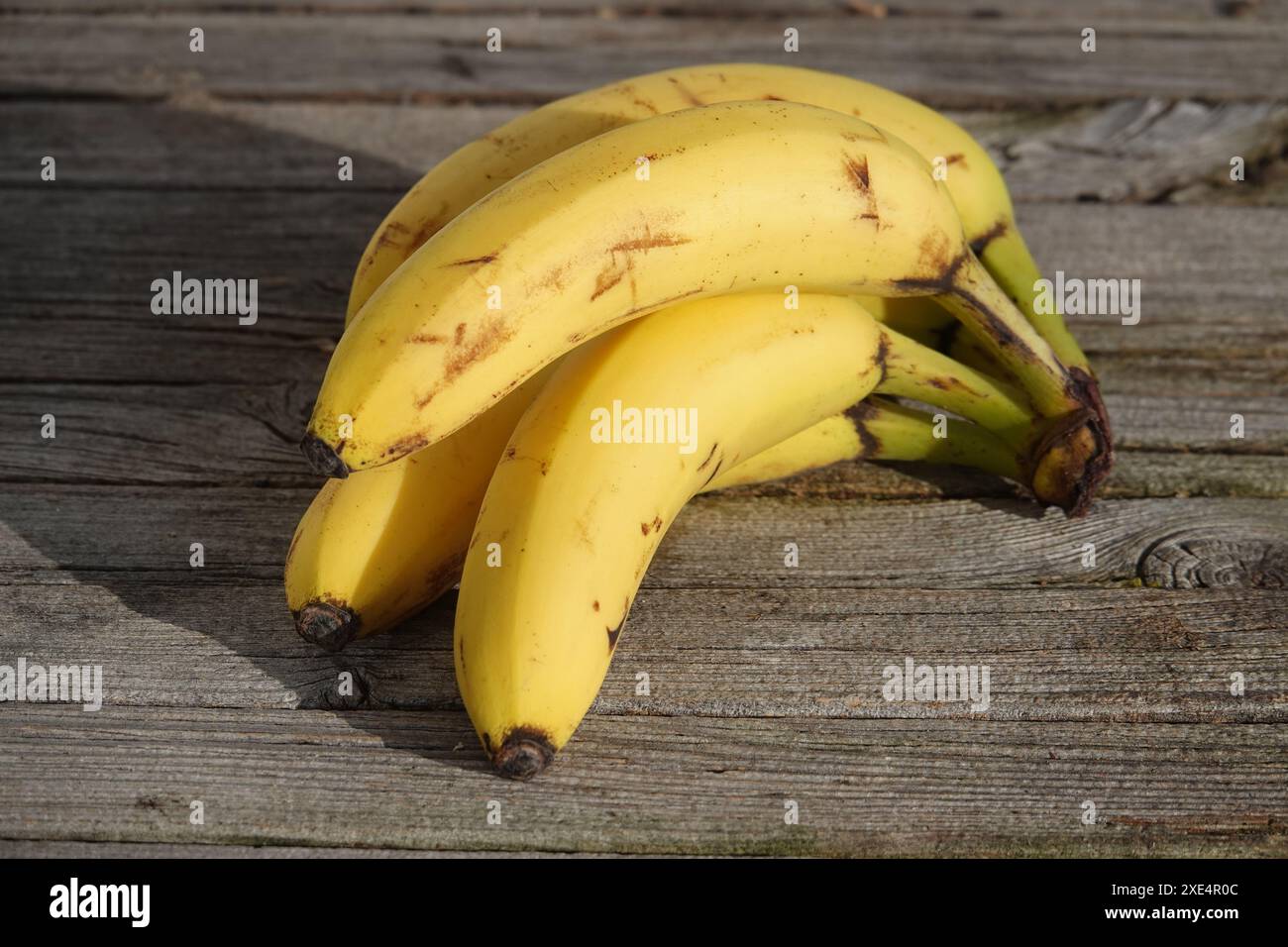 Musa ensete, Banane, banana Stock Photo