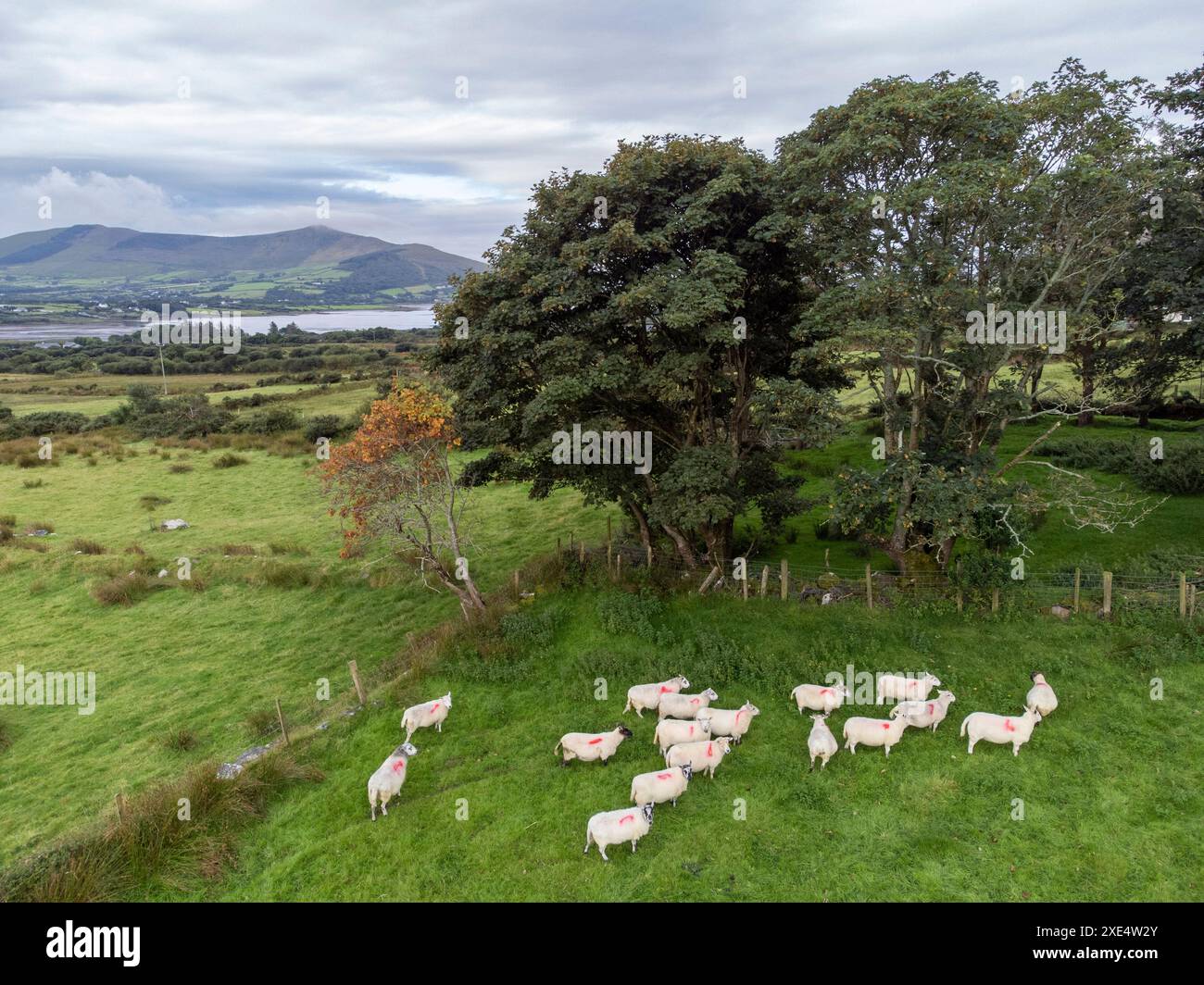 Small flock of sheep Stock Photo