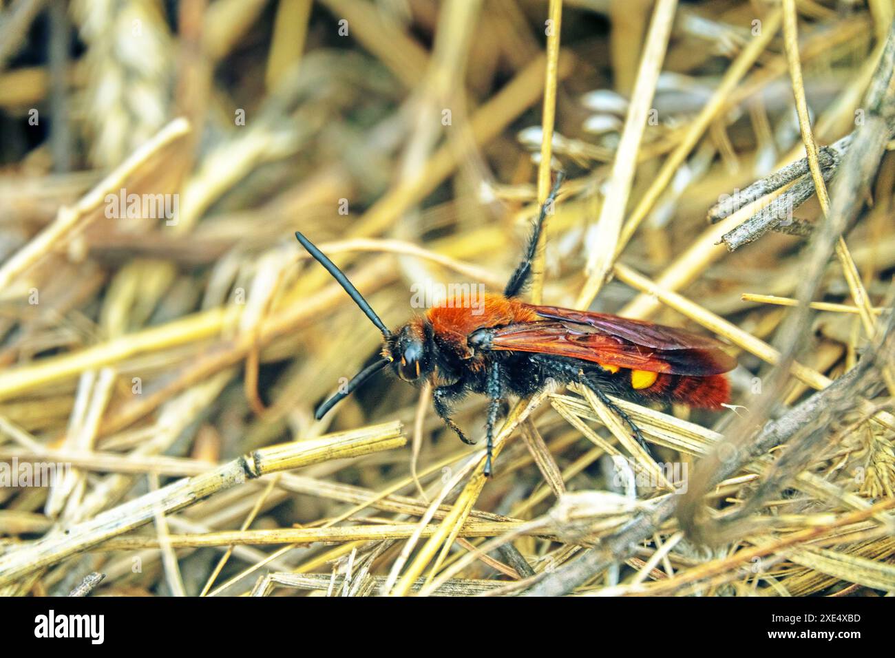 Gigant scoliid wasp in Crimea Stock Photo