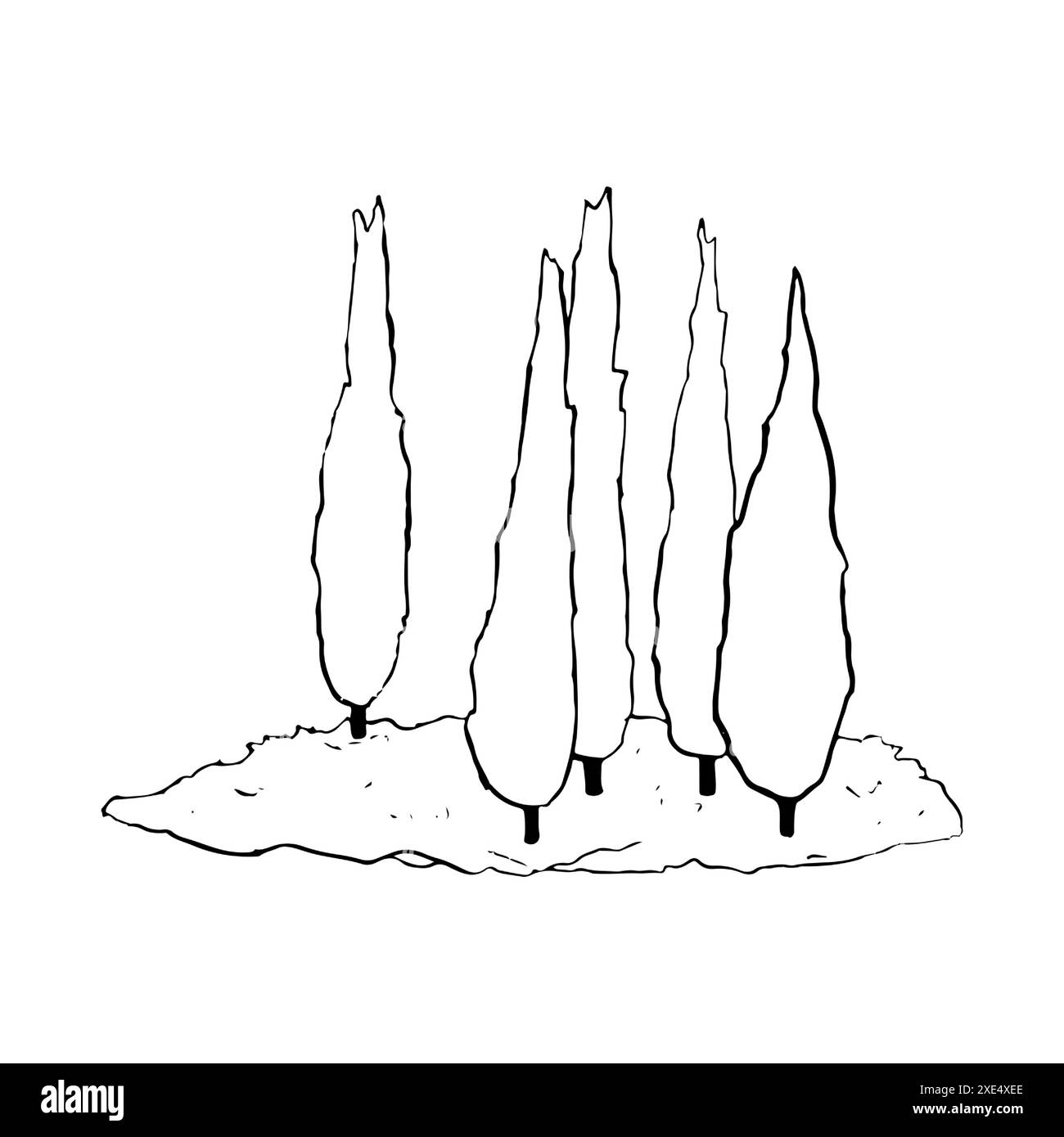Summer cypress trees Stock Vector Images - Alamy