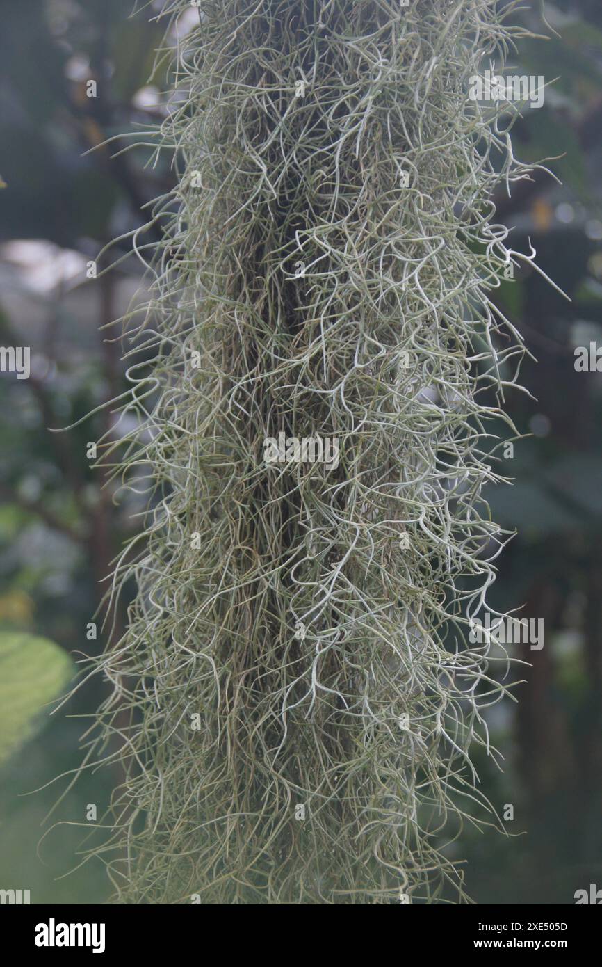 Tillandsia usneoides bromelia hi-res stock photography and images - Alamy