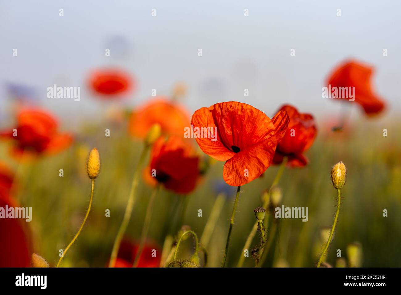 Flowering meadows Fields organic farming Stock Photo - Alamy