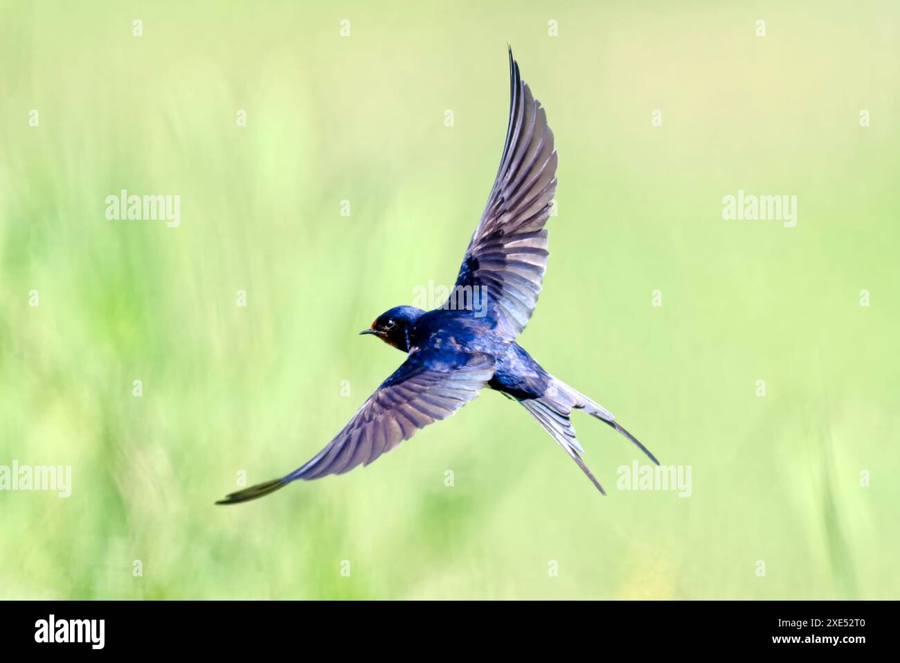 A Barn swallow caught in flight Stock Photo