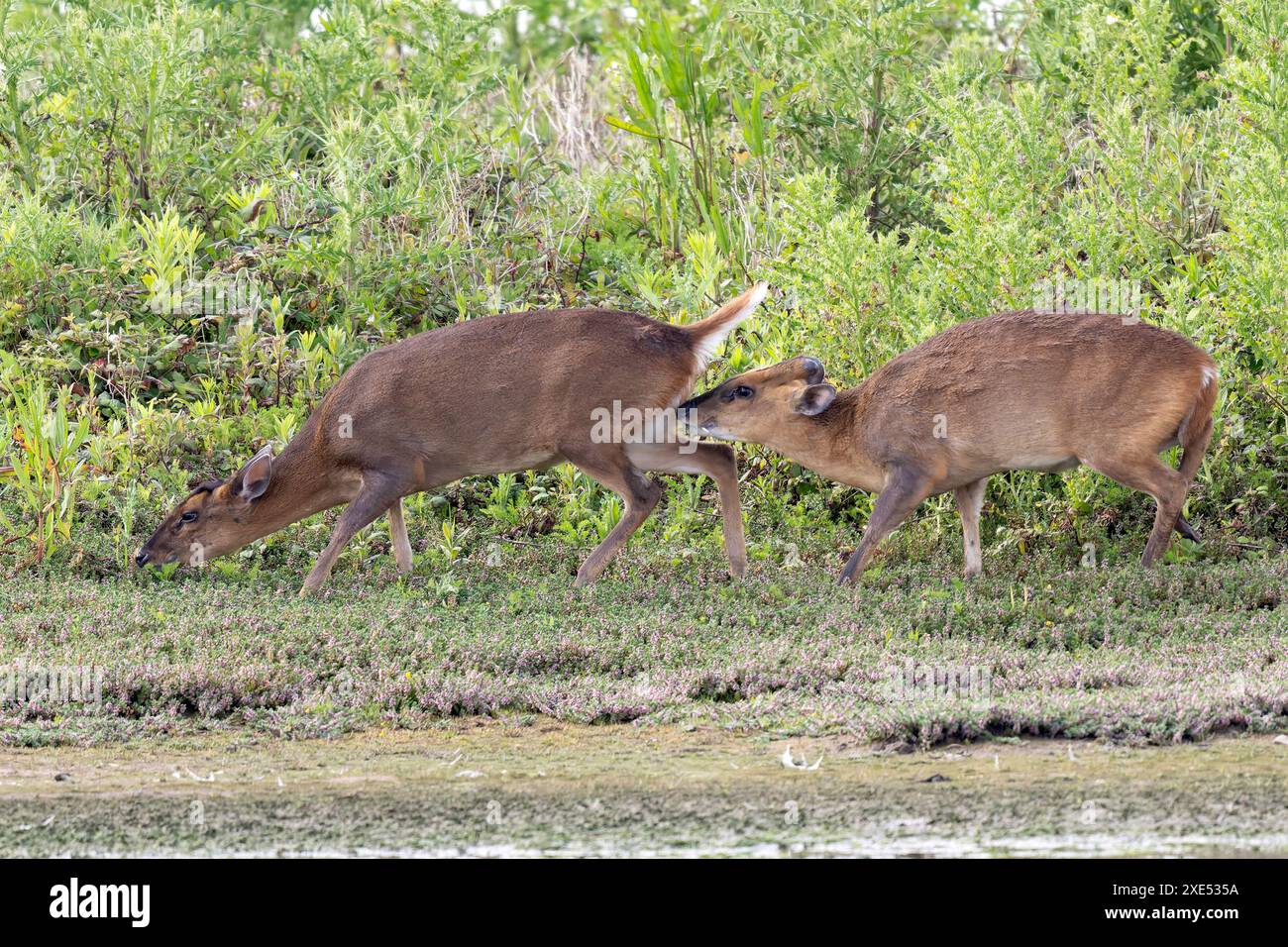 A Muntjac with raised tail scent signalling Stock Photo