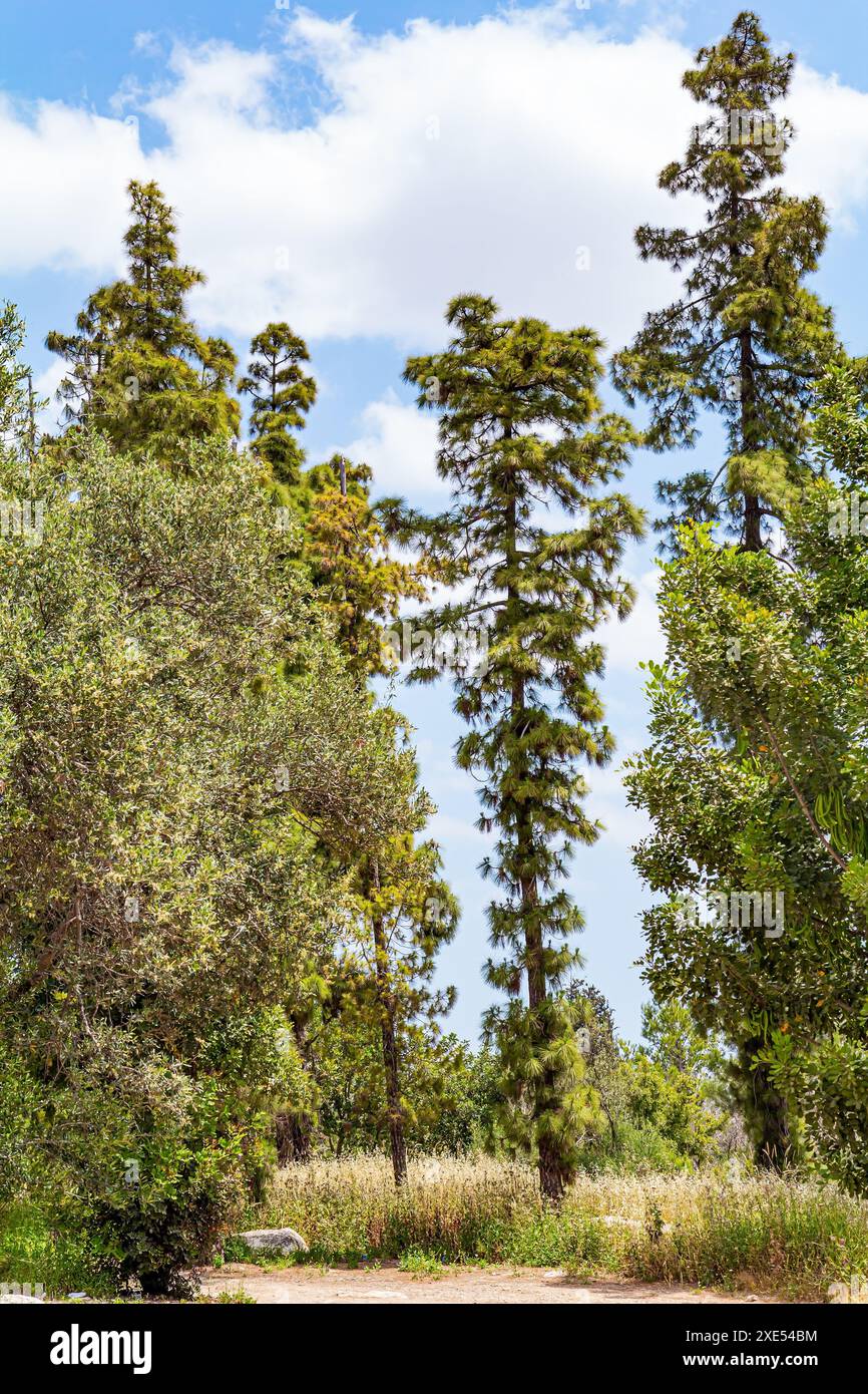 The dirt road passes among trees Stock Photo - Alamy