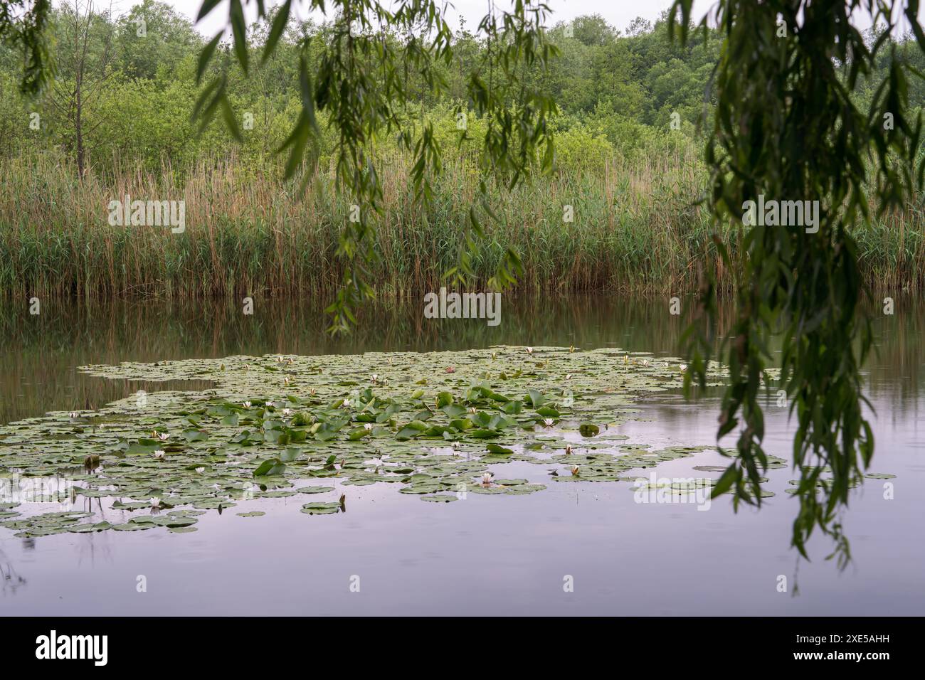 Reeds vector hi-res stock photography and images - Alamy