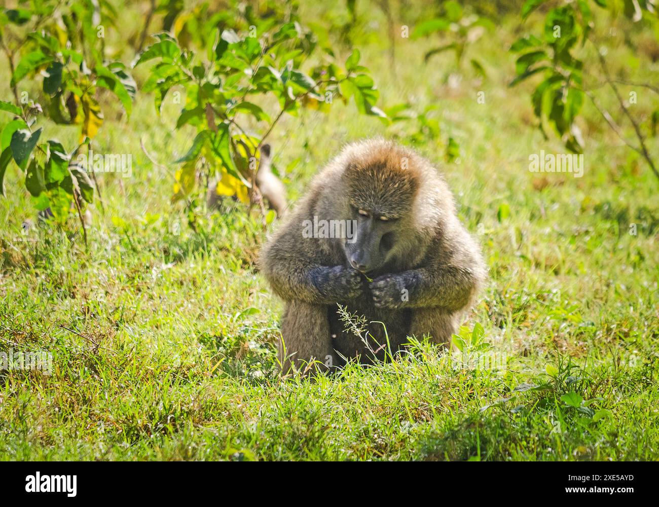 Baboon. Marmoset monkey African savannah. Baboon in their natura Stock
