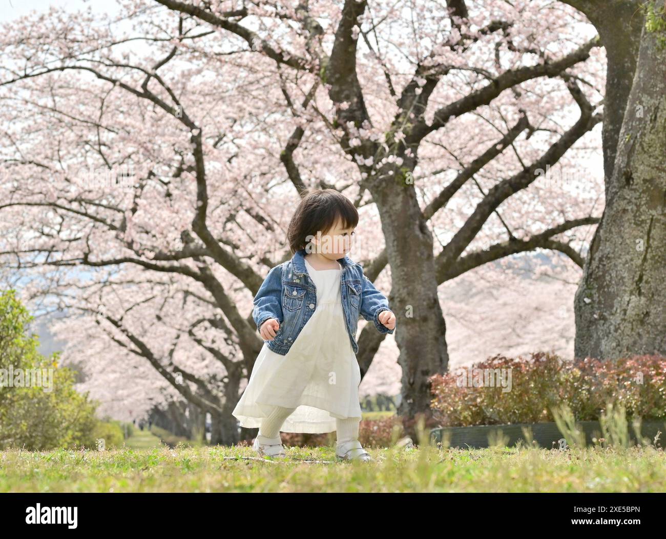 Cherry blossom and girl Stock Photo - Alamy