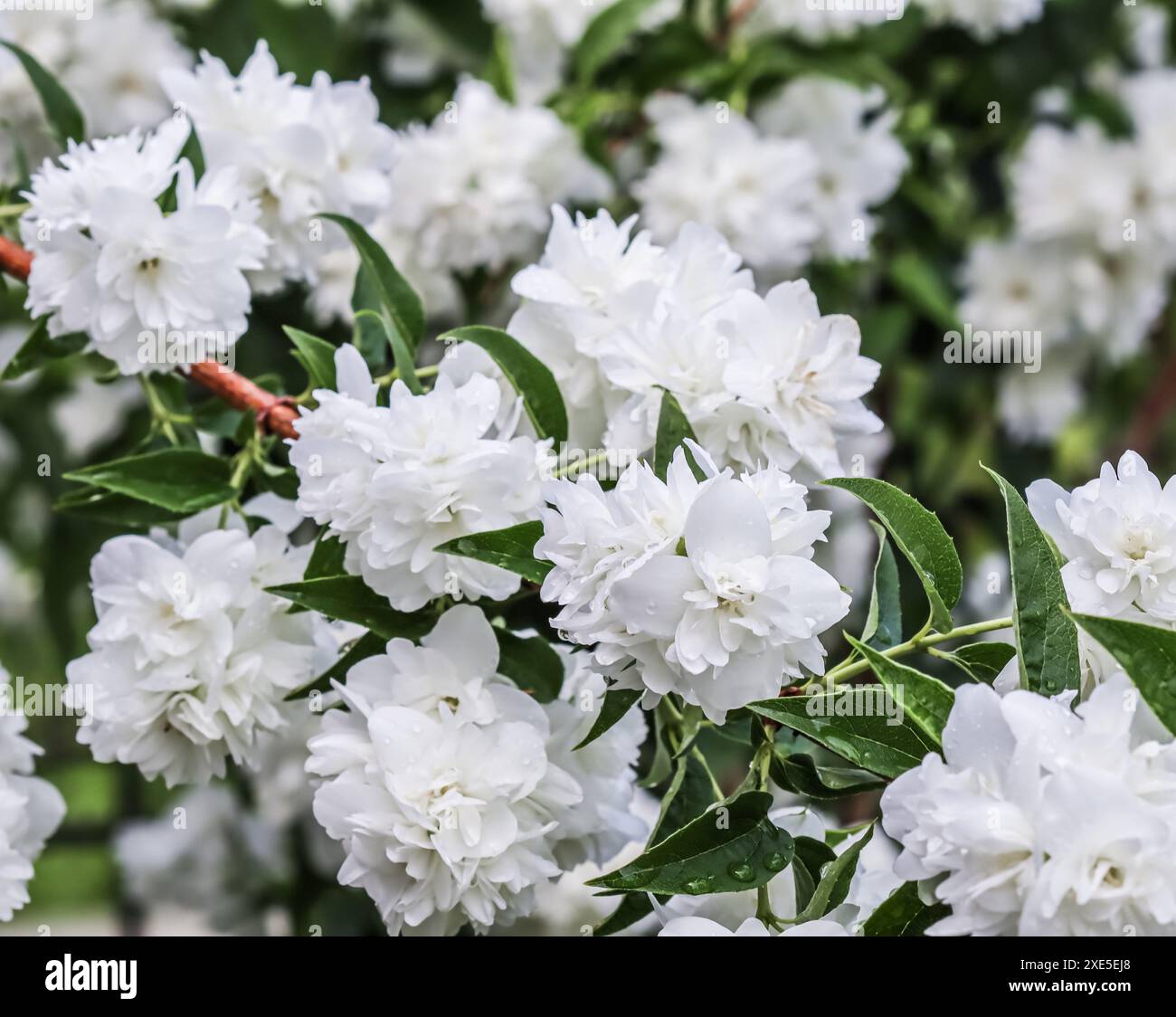 Blue jasmine flower hi-res stock photography and images - Alamy