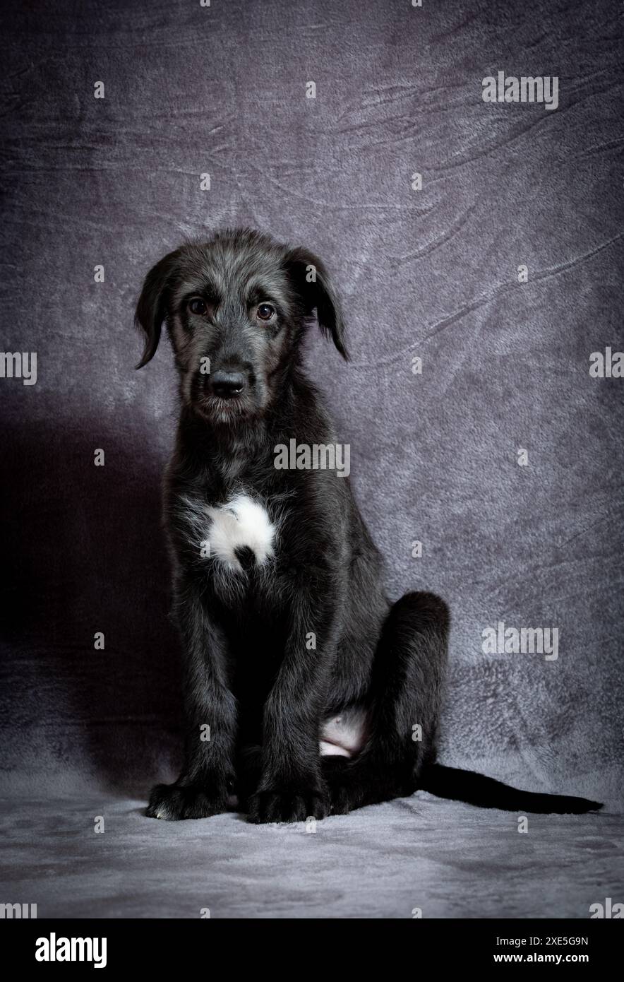 Irish Wolfhound, cute female puppy of largest breeds of dog Stock Photo ...